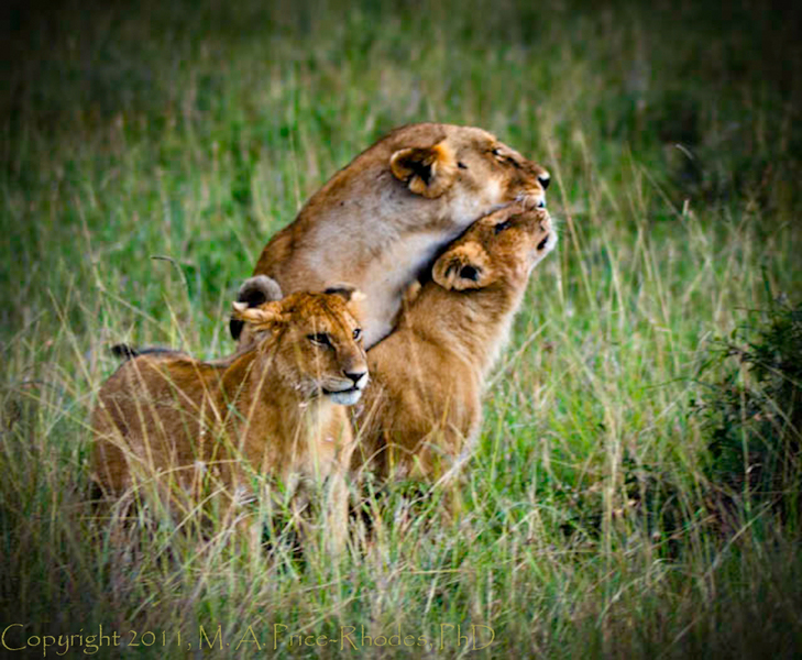 Lion Family