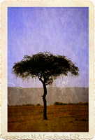 ©2021 M. A. Price-Rhodes. All Rights Reserved.
