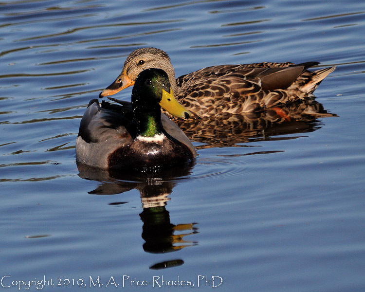 Mallards