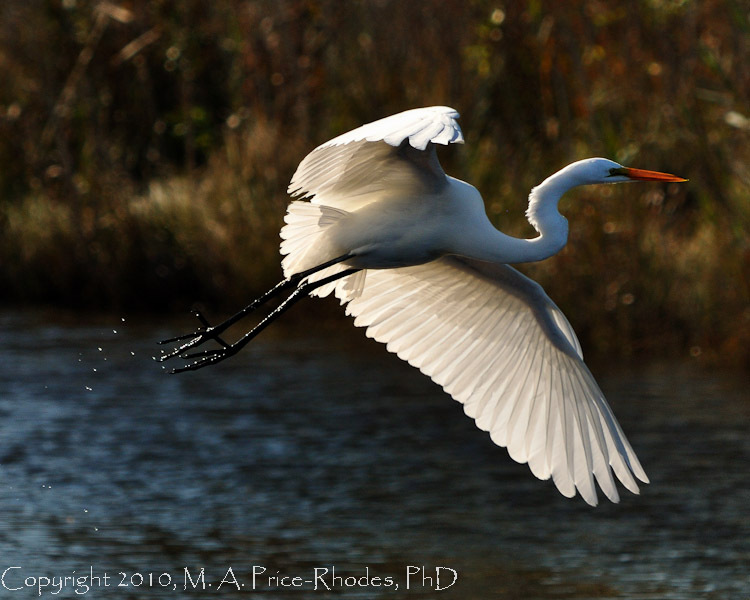 Egret