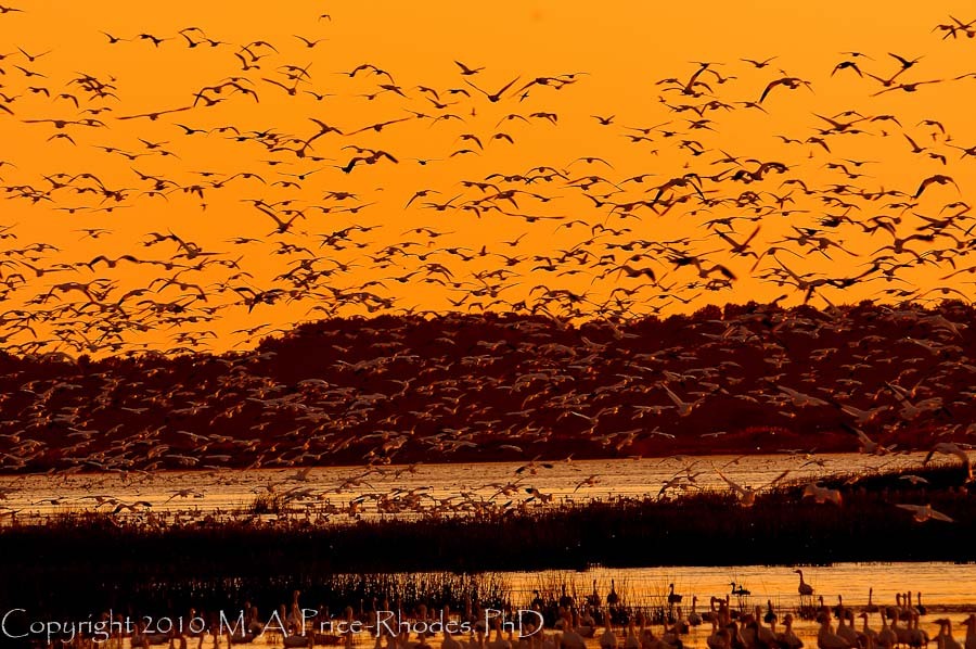 Snow Geese