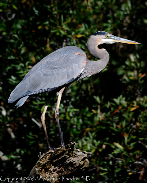 Heron