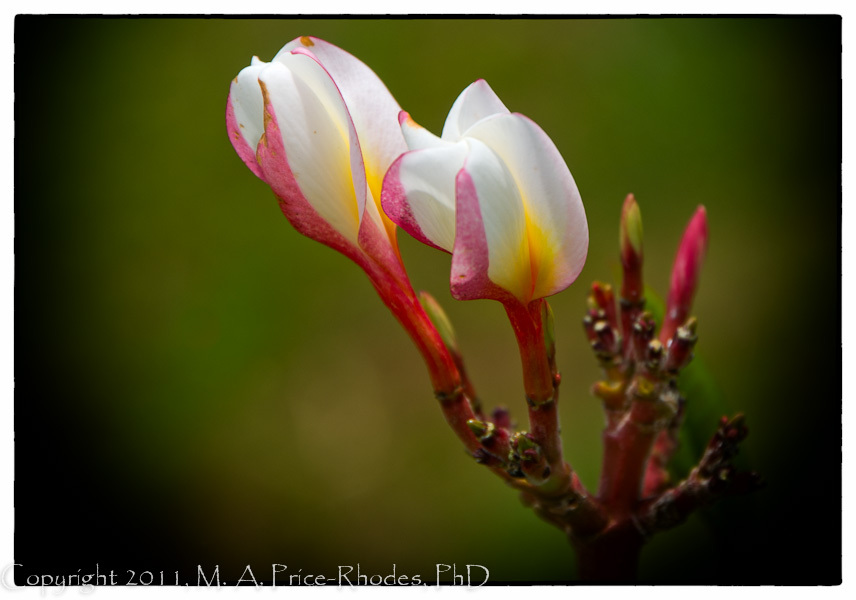 Plumerias