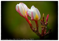 ©2021 M. A. Price-Rhodes. All Rights Reserved.