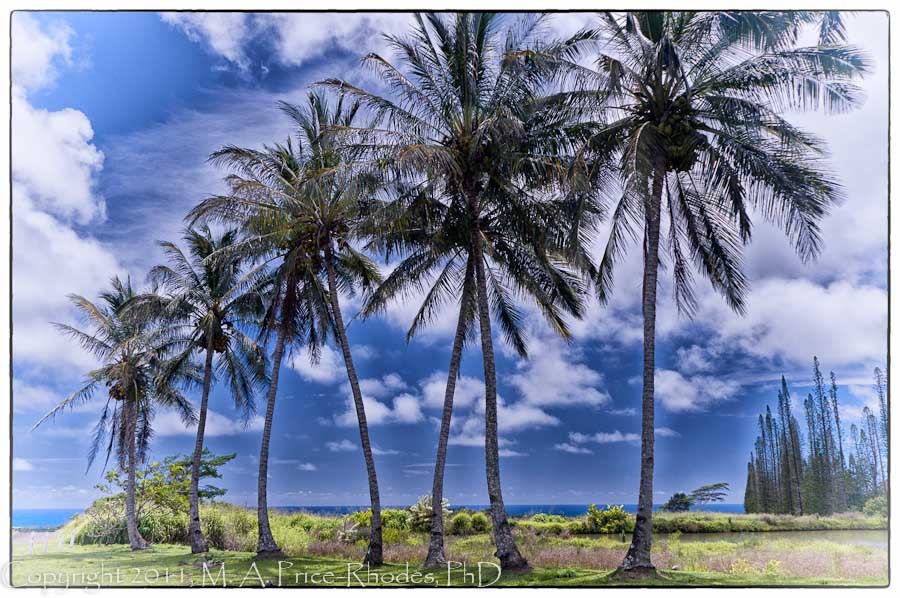 Coconut Trees