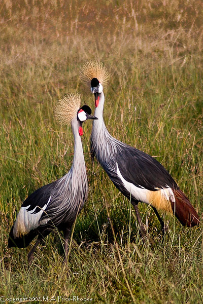 Grey Crowned Crane