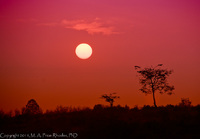 ©2021 M. A. Price-Rhodes. All Rights Reserved.