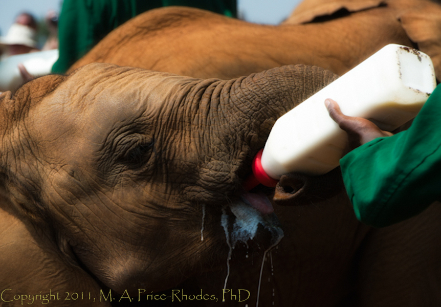 Sheldrick Elephant Orphanage