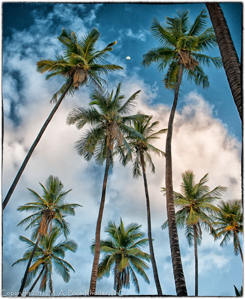 Coconut trees and the moon, Kapuaiwa Coconut Grove