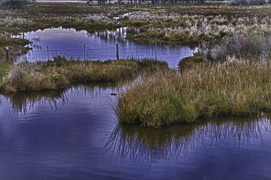 Marsh at Sunrise